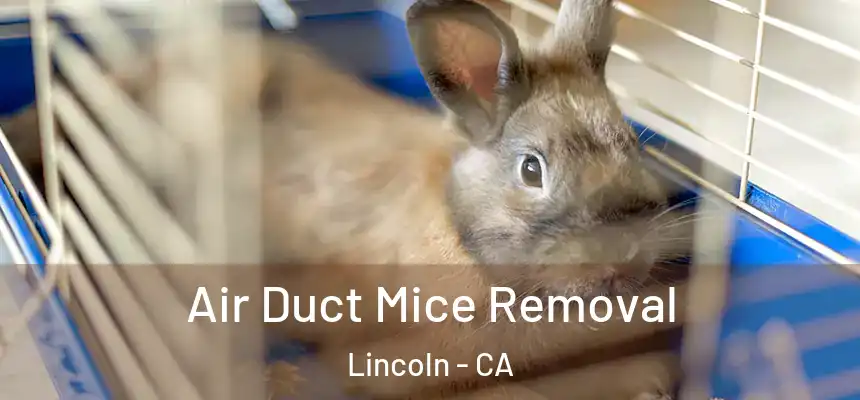 Air Duct Mice Removal Lincoln - CA